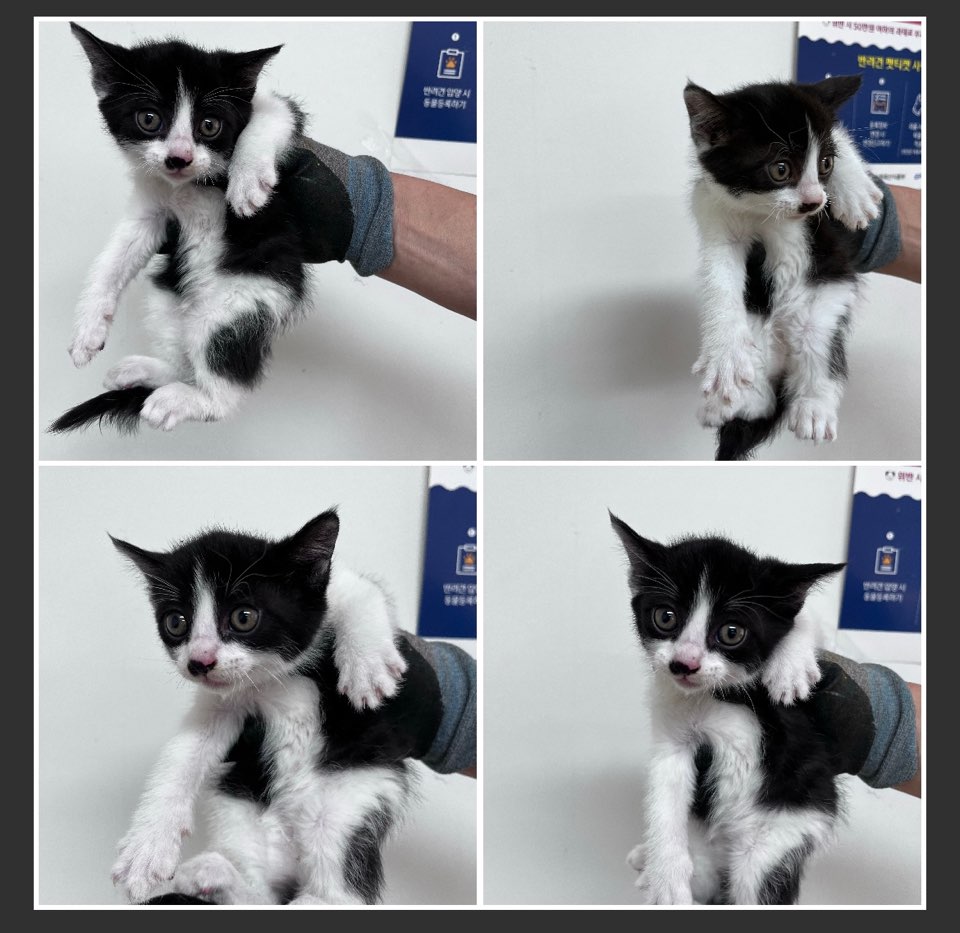 천안시유기동물보호소_444449202301013