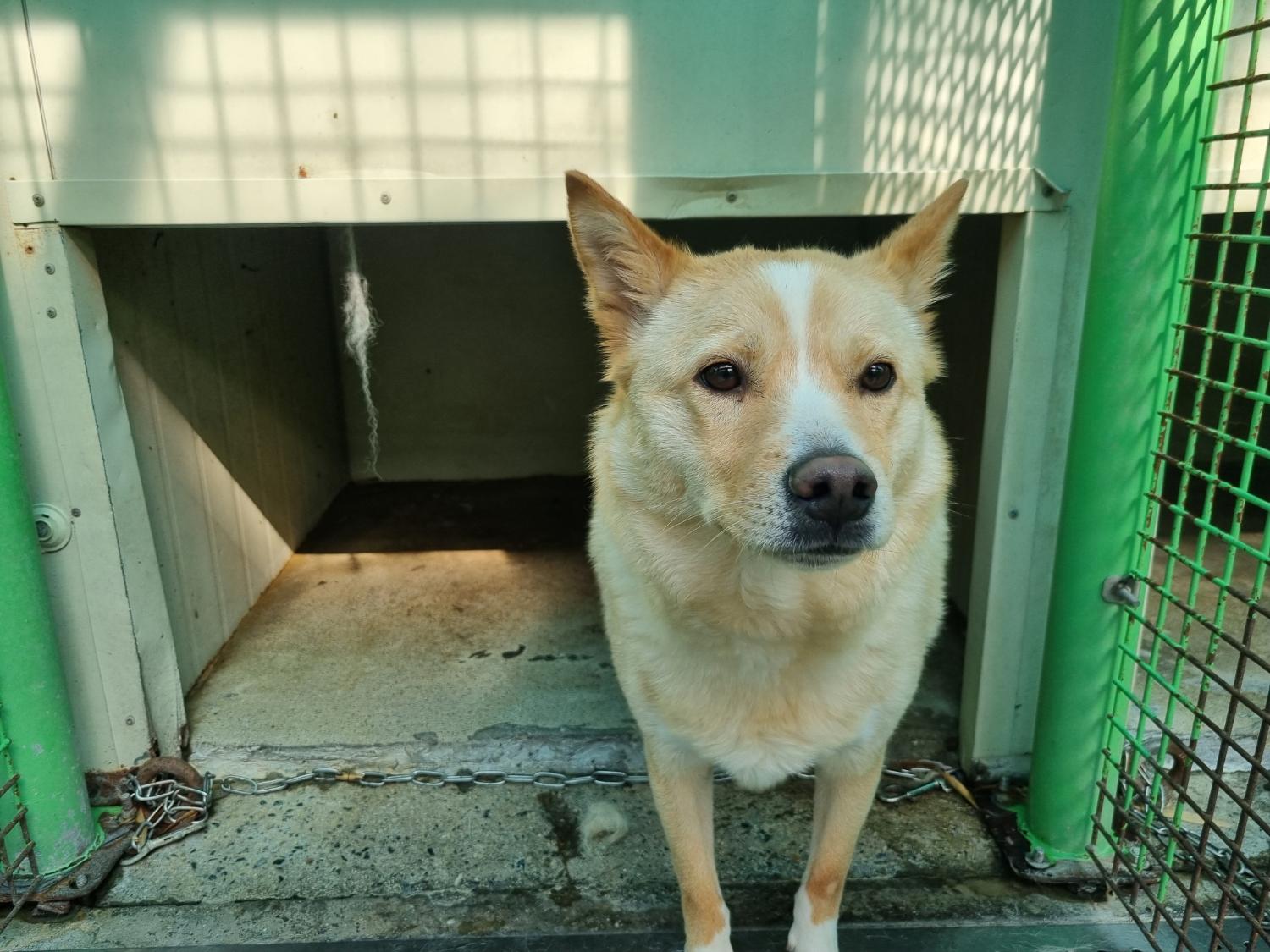 양산시 동물보호센터_448538202300249