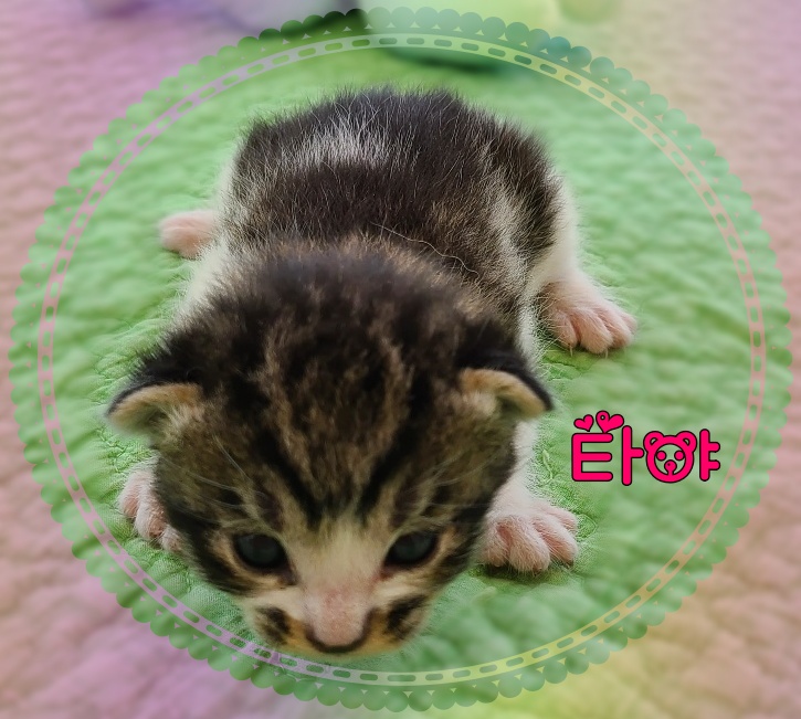 군산유기동물보호센터_445467202300774