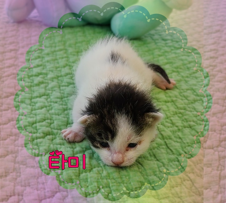 군산유기동물보호센터_445467202300772