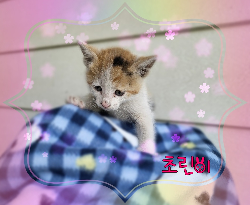 군산유기동물보호센터_445467202300775