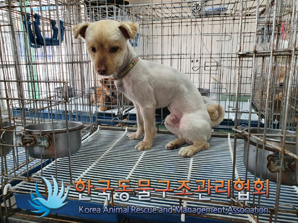 한국동물구조관리협회_441409202300704