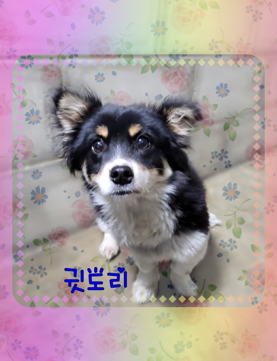 군산유기동물보호센터_445467202300778
