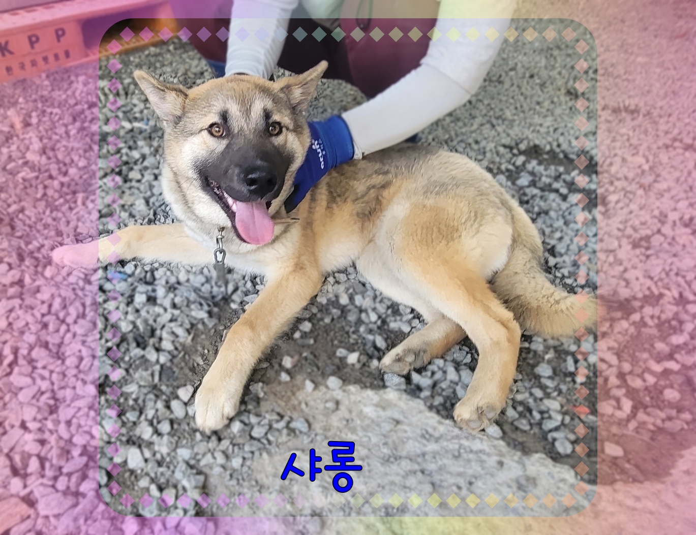 보호중 믹스견의 가…