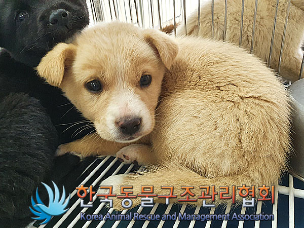 한국동물구조관리협회_441409202300708