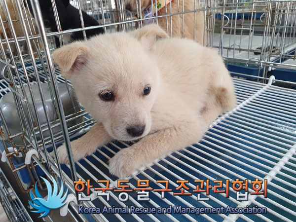 한국동물구조관리협회_441409202300710