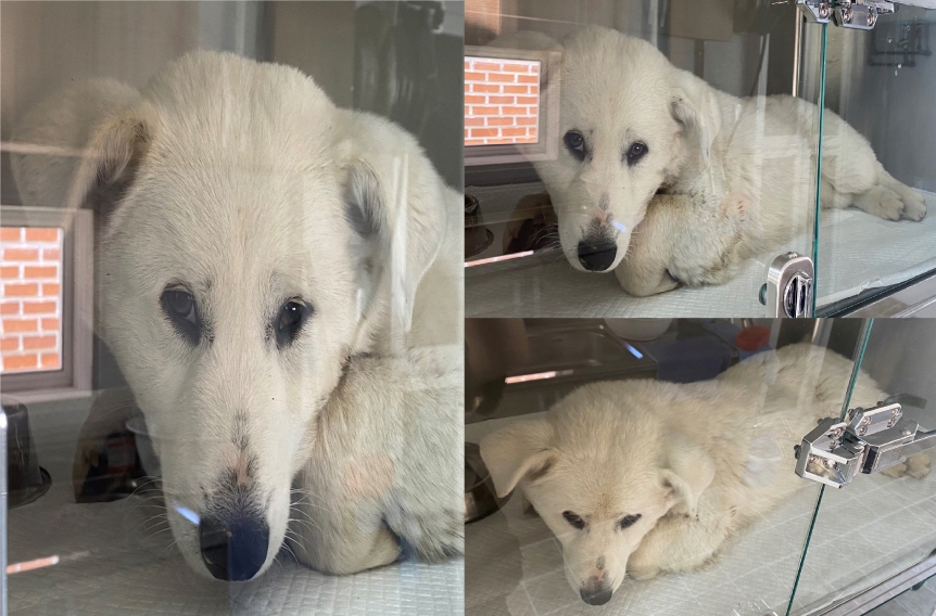 서산시 동물보호센터_444453202300330