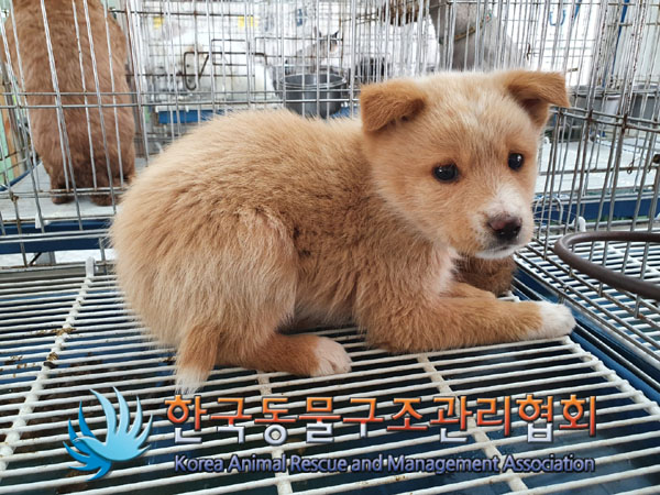 한국동물구조관리협회_441409202300706