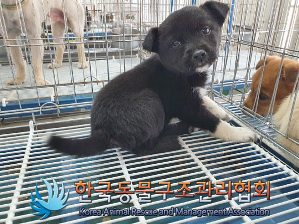 한국동물구조관리협회_441409202300709