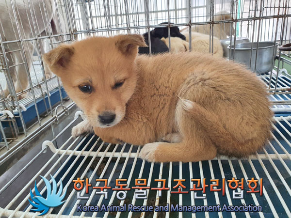 한국동물구조관리협회_441409202300707