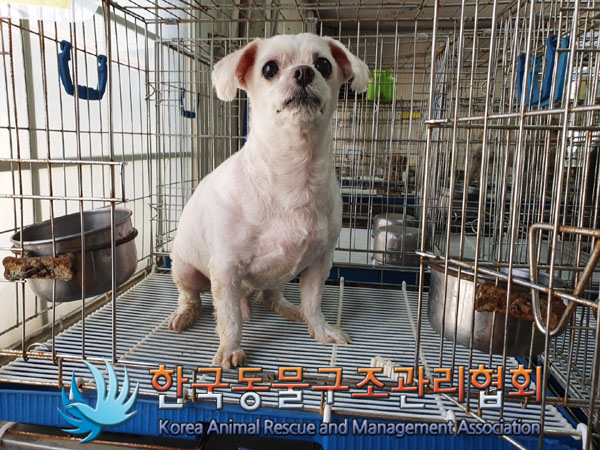 한국동물구조관리협회_411306202300333