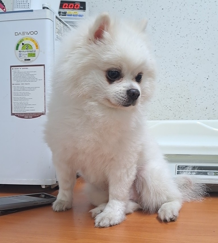 수원시 동물보호센터_441374202300407