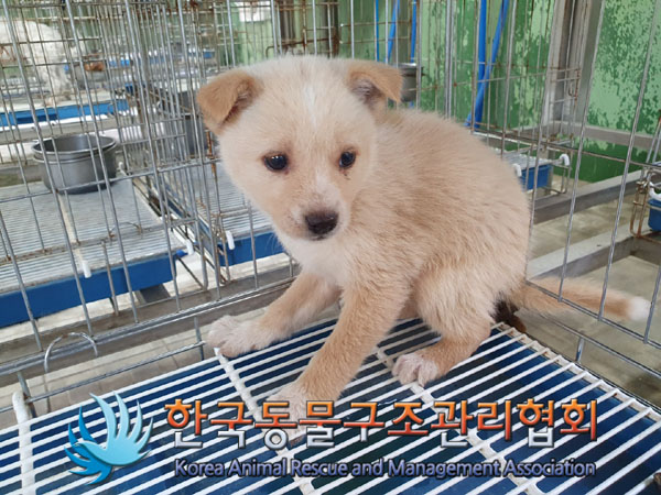 한국동물구조관리협회_441409202300714