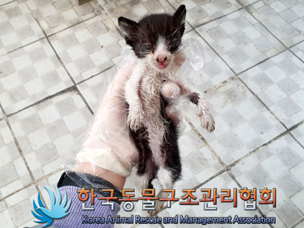 한국동물구조관리협회_411315202300311