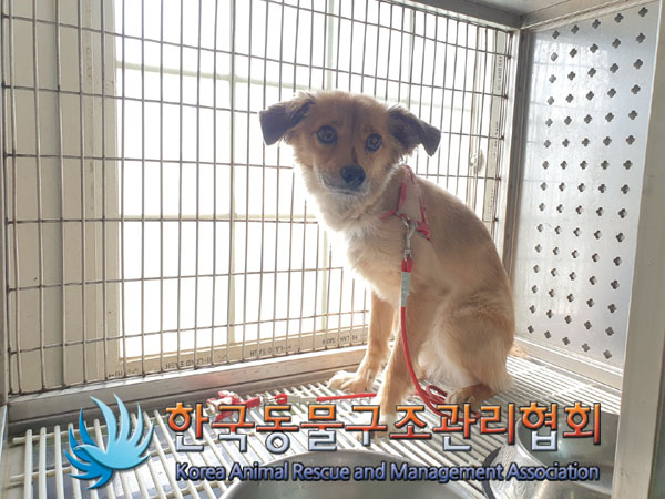한국동물구조관리협회_411305202300199