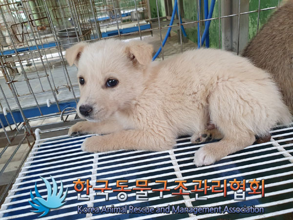 한국동물구조관리협회_441409202300713
