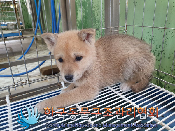 한국동물구조관리협회_441409202300712