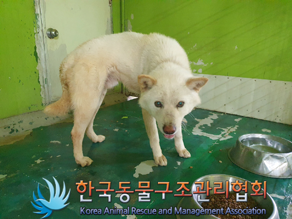 한국동물구조관리협회_441409202300715