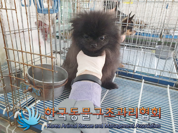 한국동물구조관리협회_441392202300072