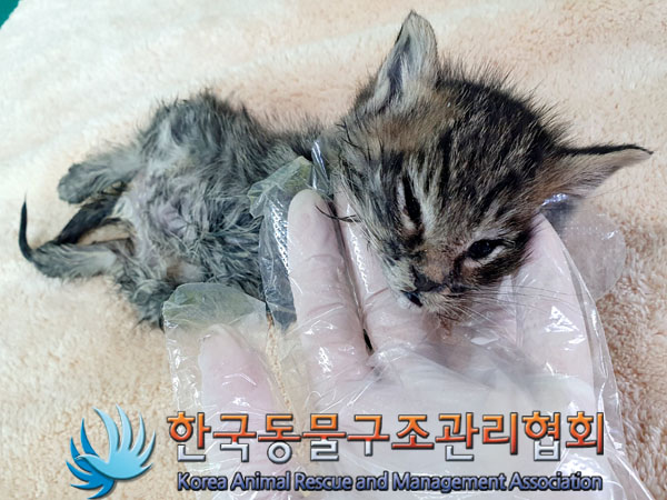 한국동물구조관리협회_411315202300312