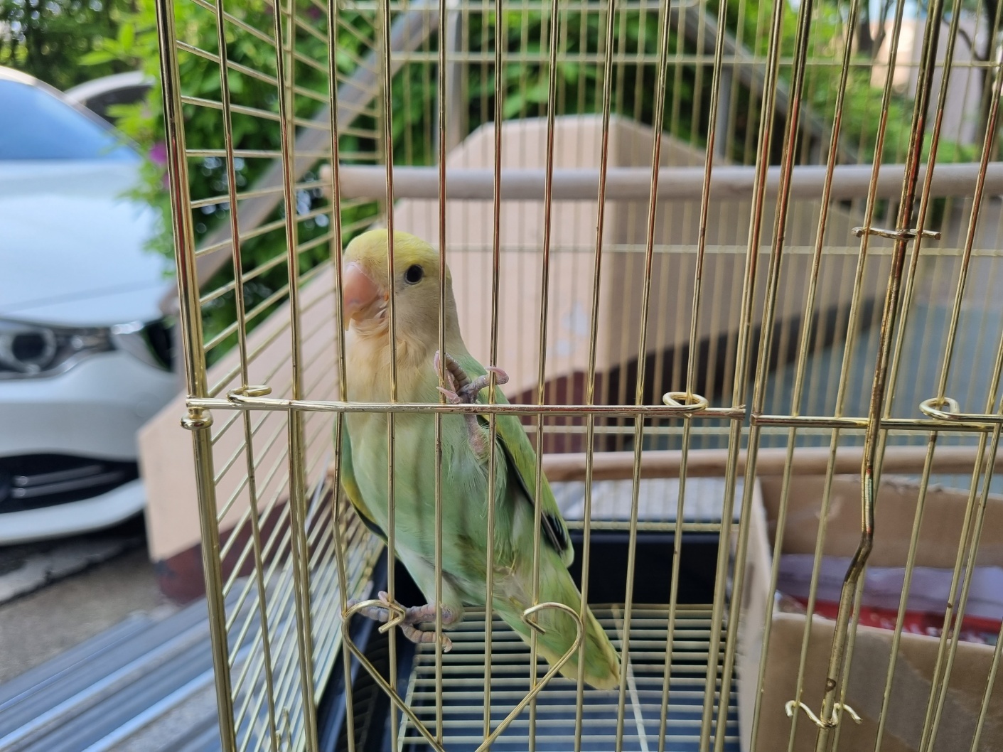 고양시동물보호센터_441394202300971