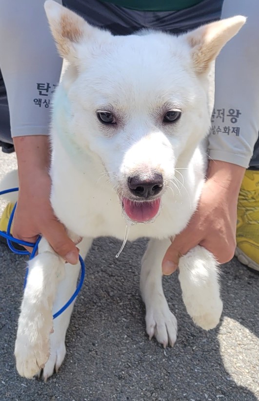 홍천군유기동물보호소_442425202300284