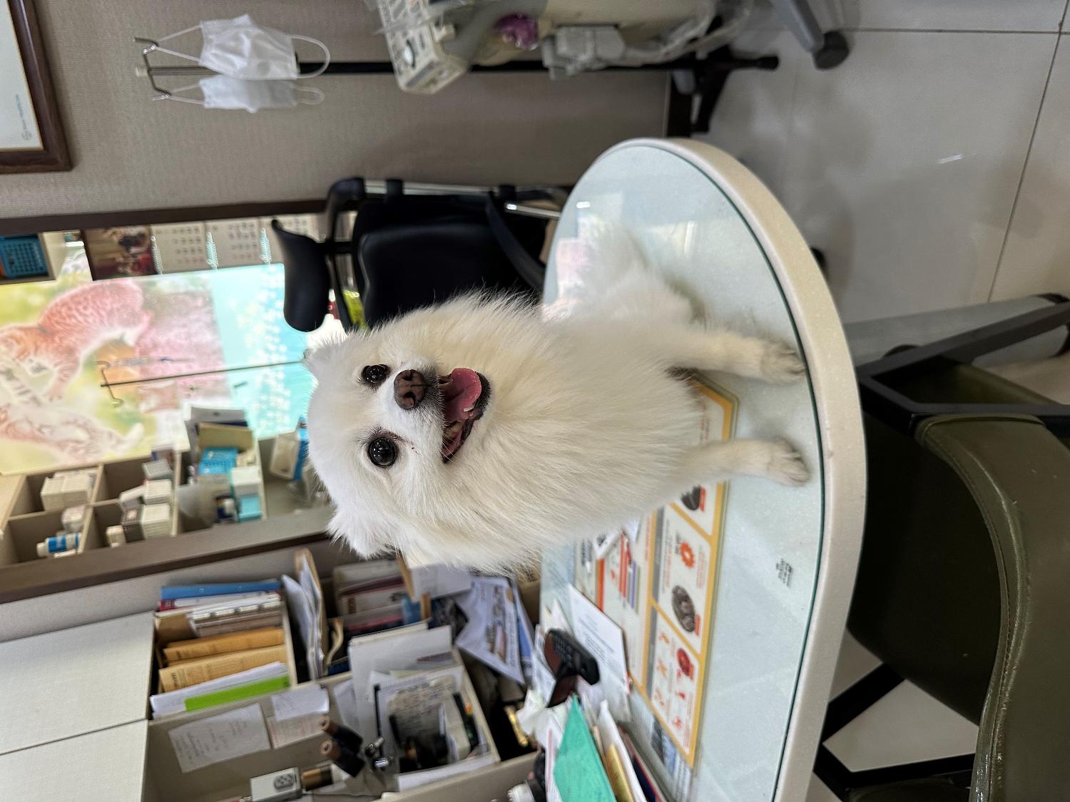 열린동물병원_411302202300234