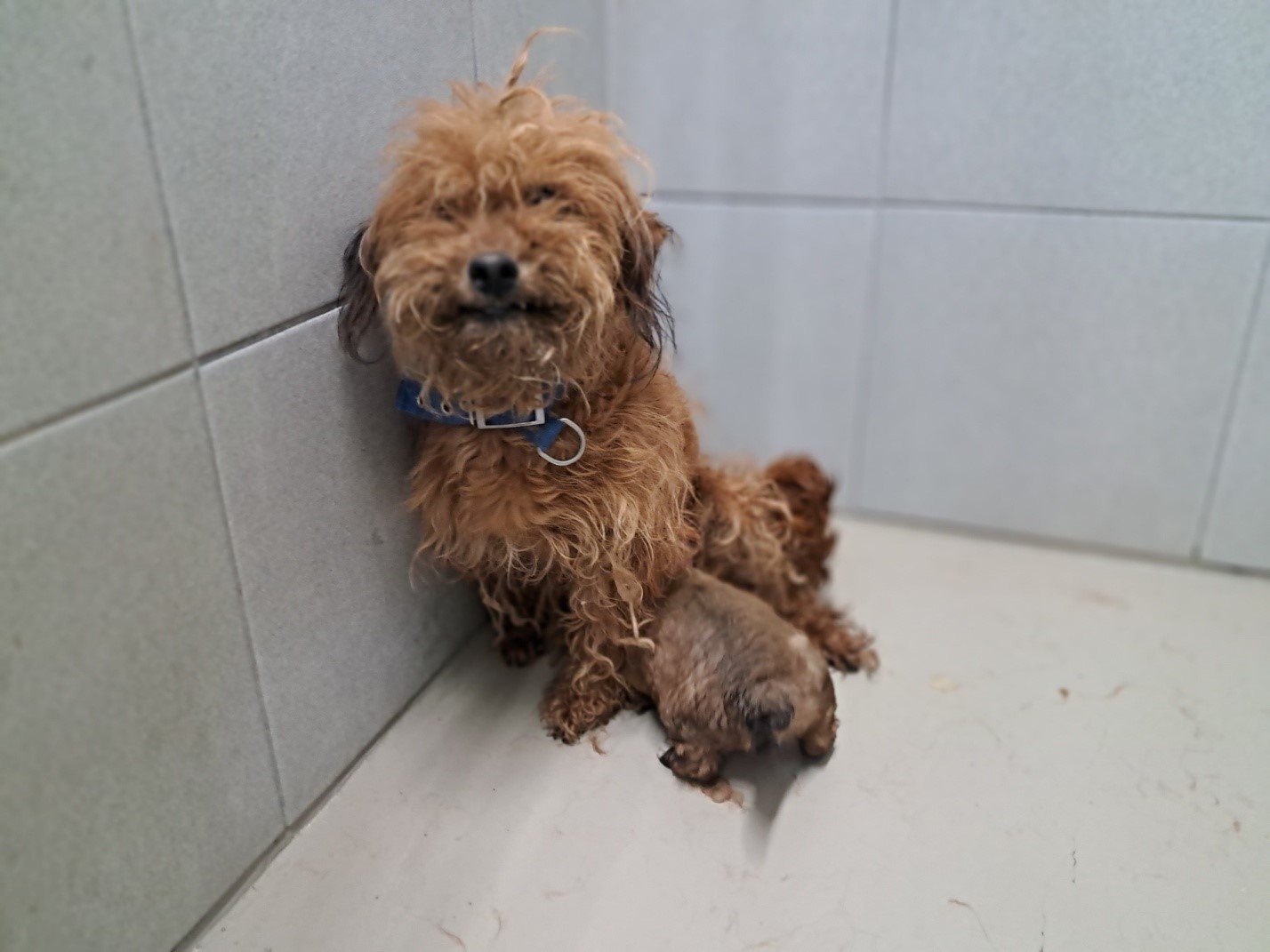 영양군유기동물보호소_447517202300034