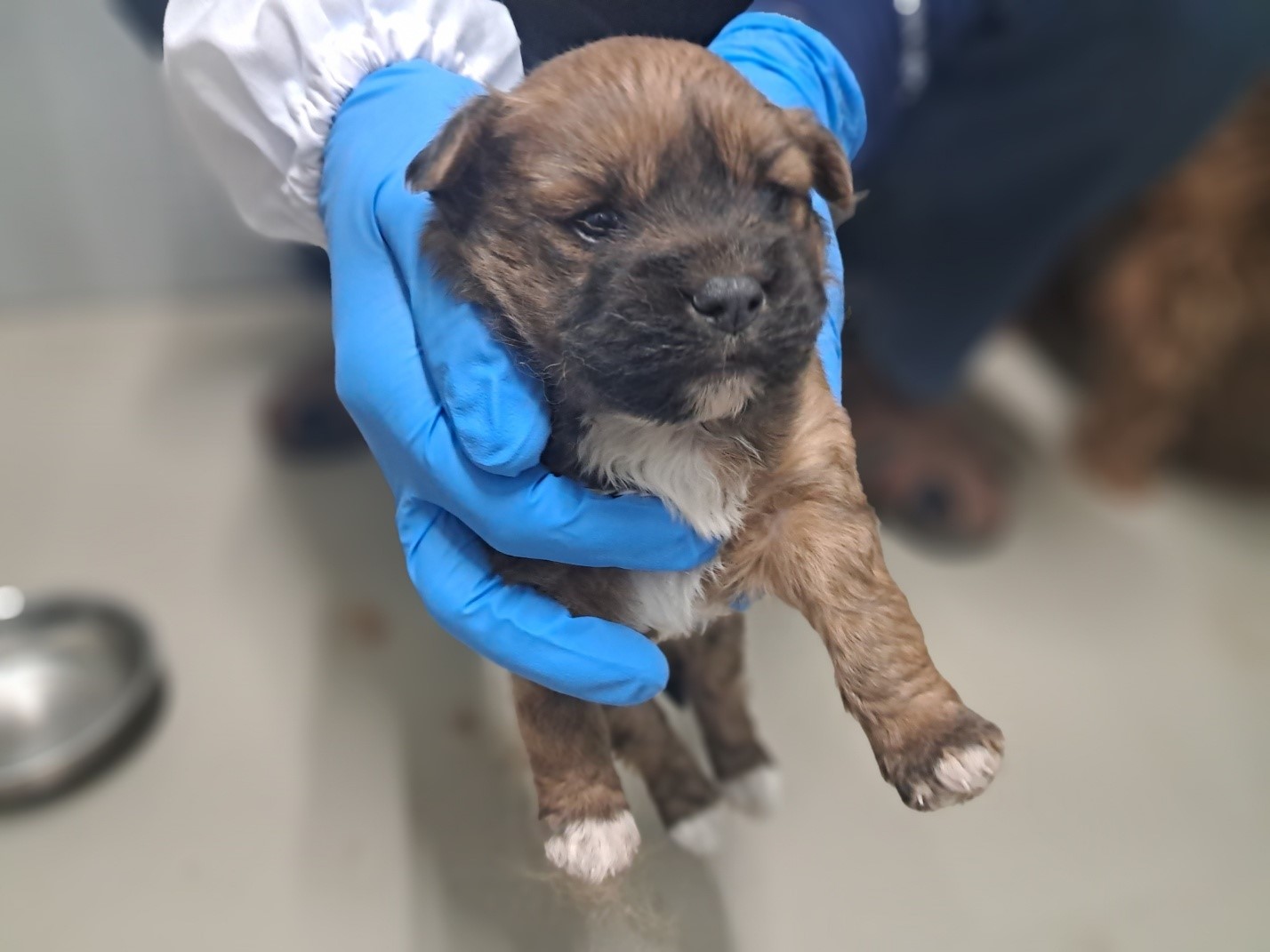 영양군유기동물보호소_447517202300035
