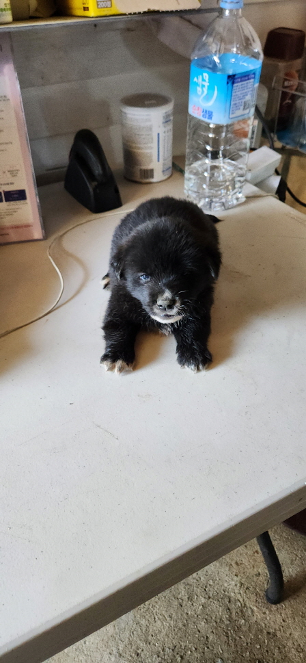 익산유기동물보호소_445468202300945