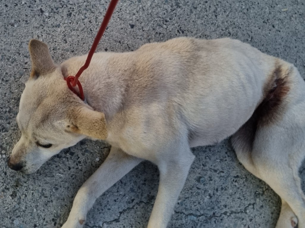 밀양시동물보호센터_448536202301002