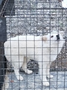 밀양시동물보호센터_448536202301007