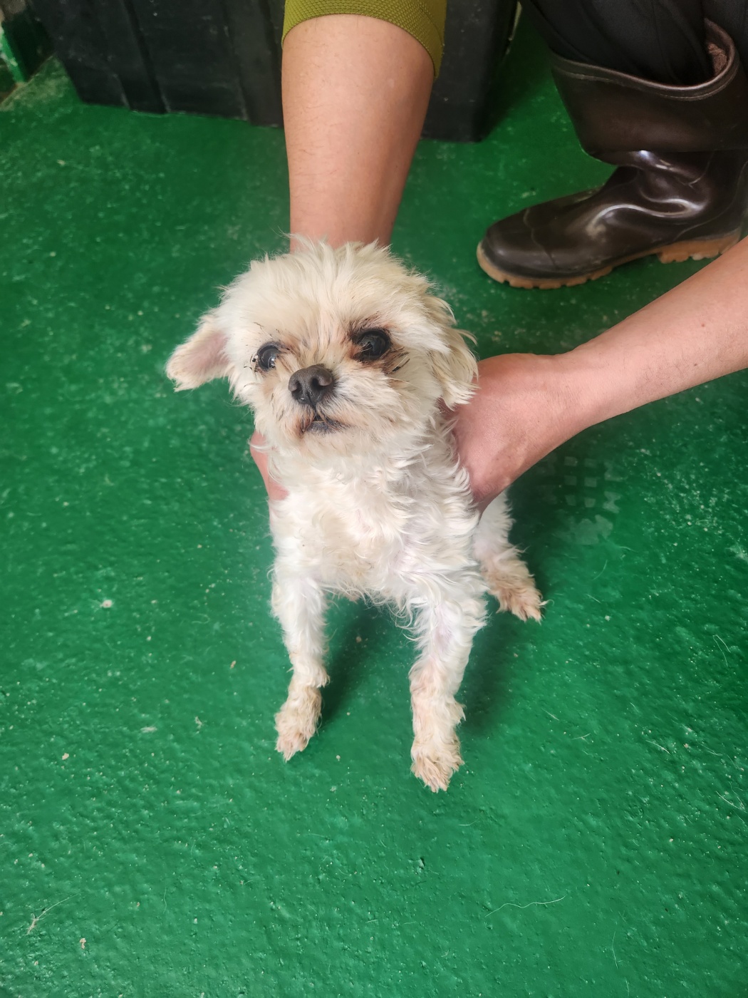 예천군유기동물보호소_447523202300347