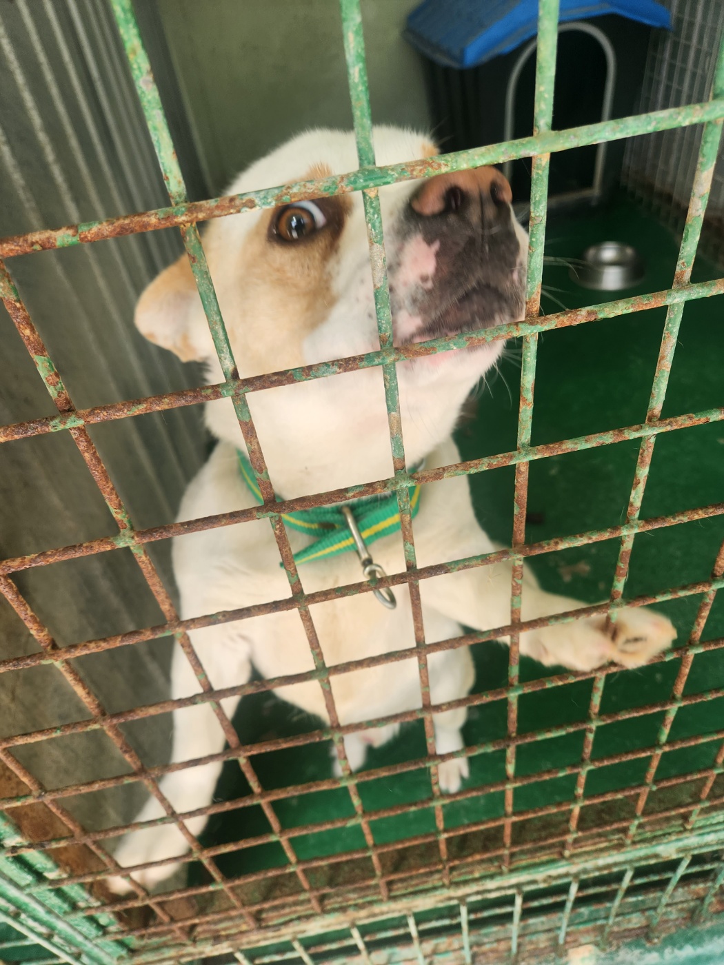 예천군유기동물보호소_447523202300348