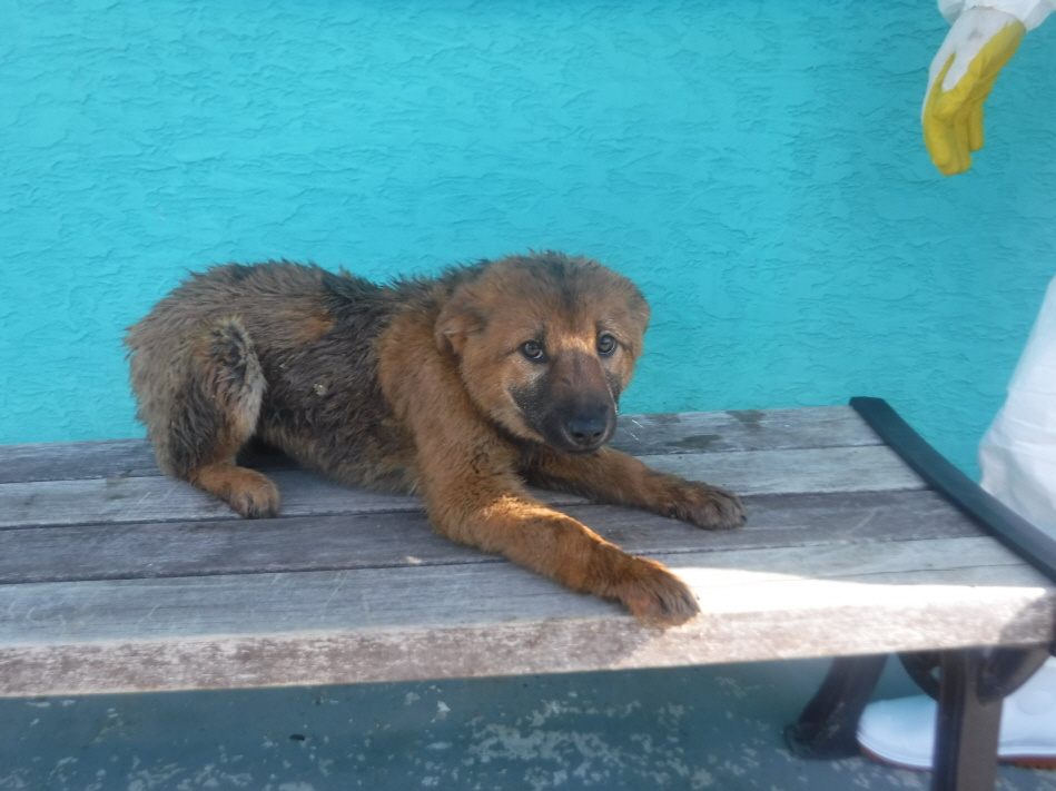 제주 동물보호센터_450650202301537
