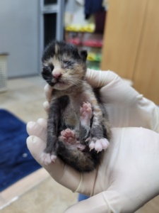 제주 동물보호센터_450650202301542