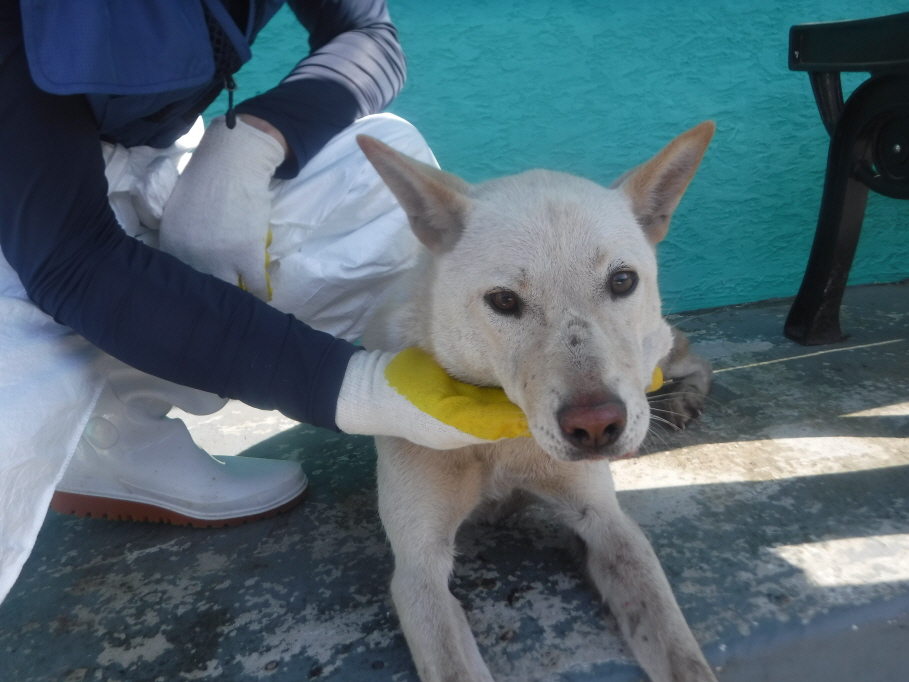 제주 동물보호센터_450650202301529