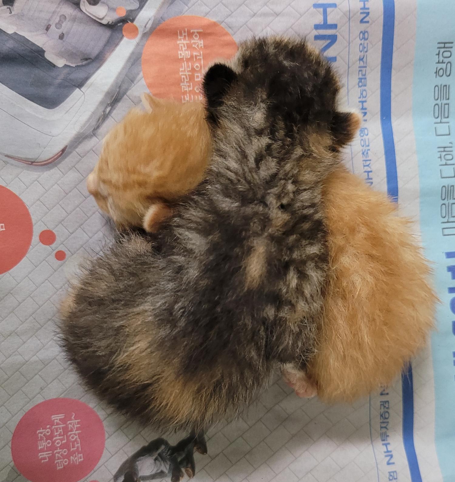 대구유기동물보호협회_427345202300283