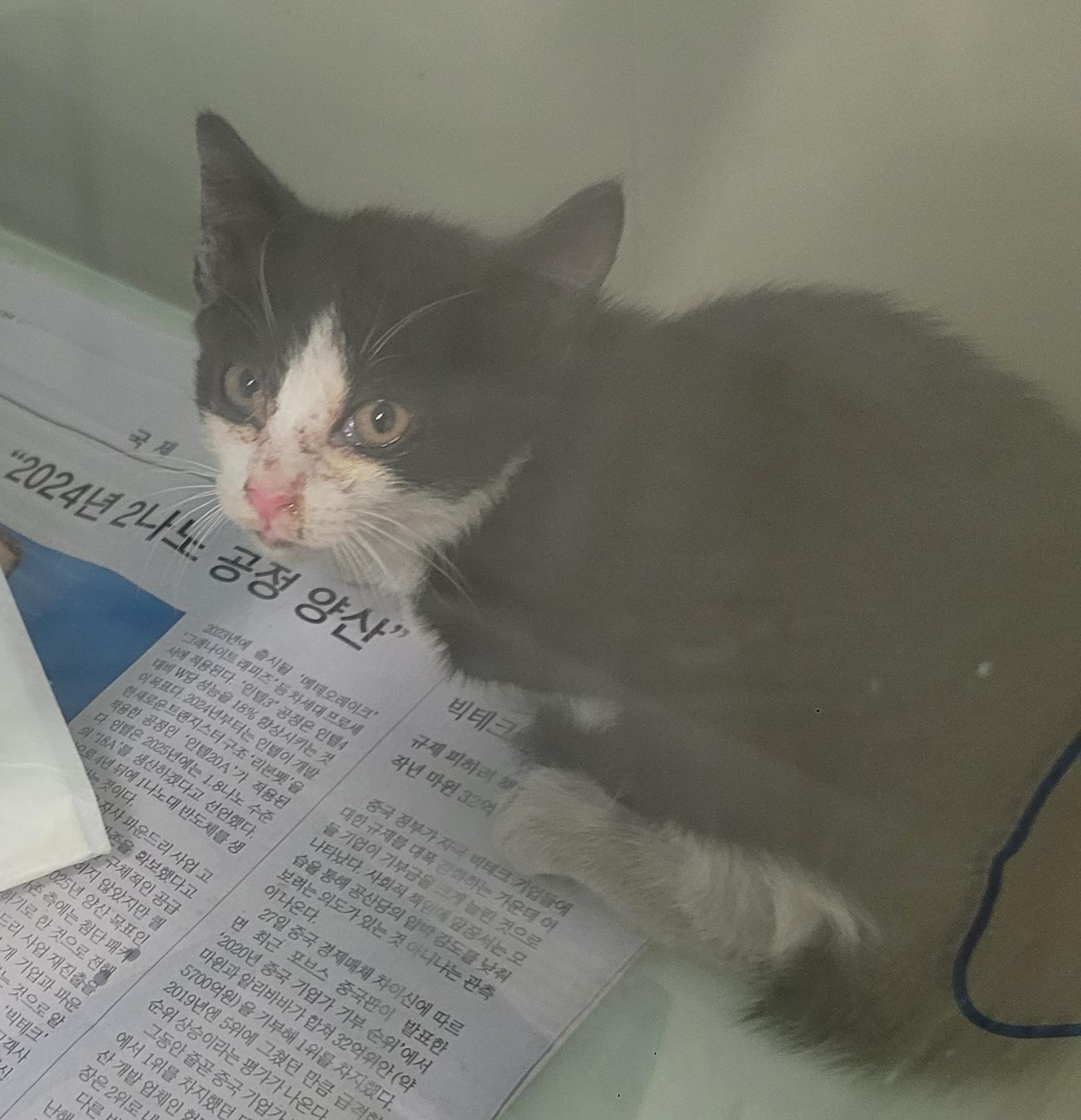 대구유기동물보호협회_427344202300141