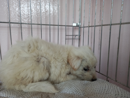 유기동물및관리협회_448535202300633