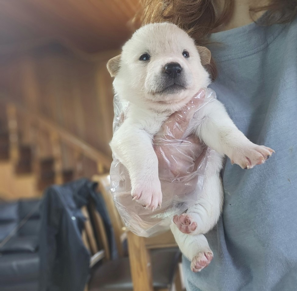 울산유기동물보호센터_431373202300476