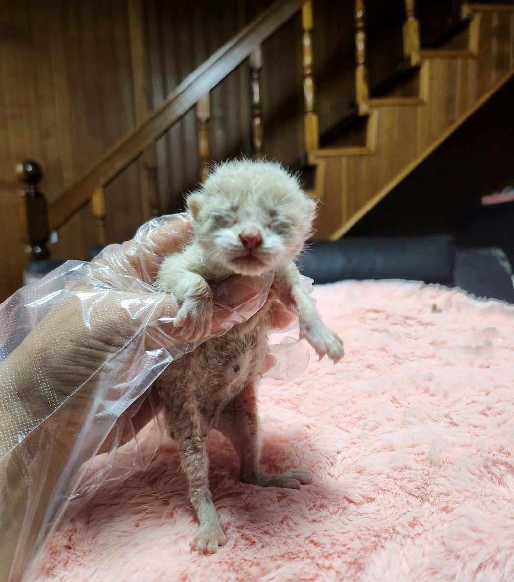 울산유기동물보호센터_431372202300200