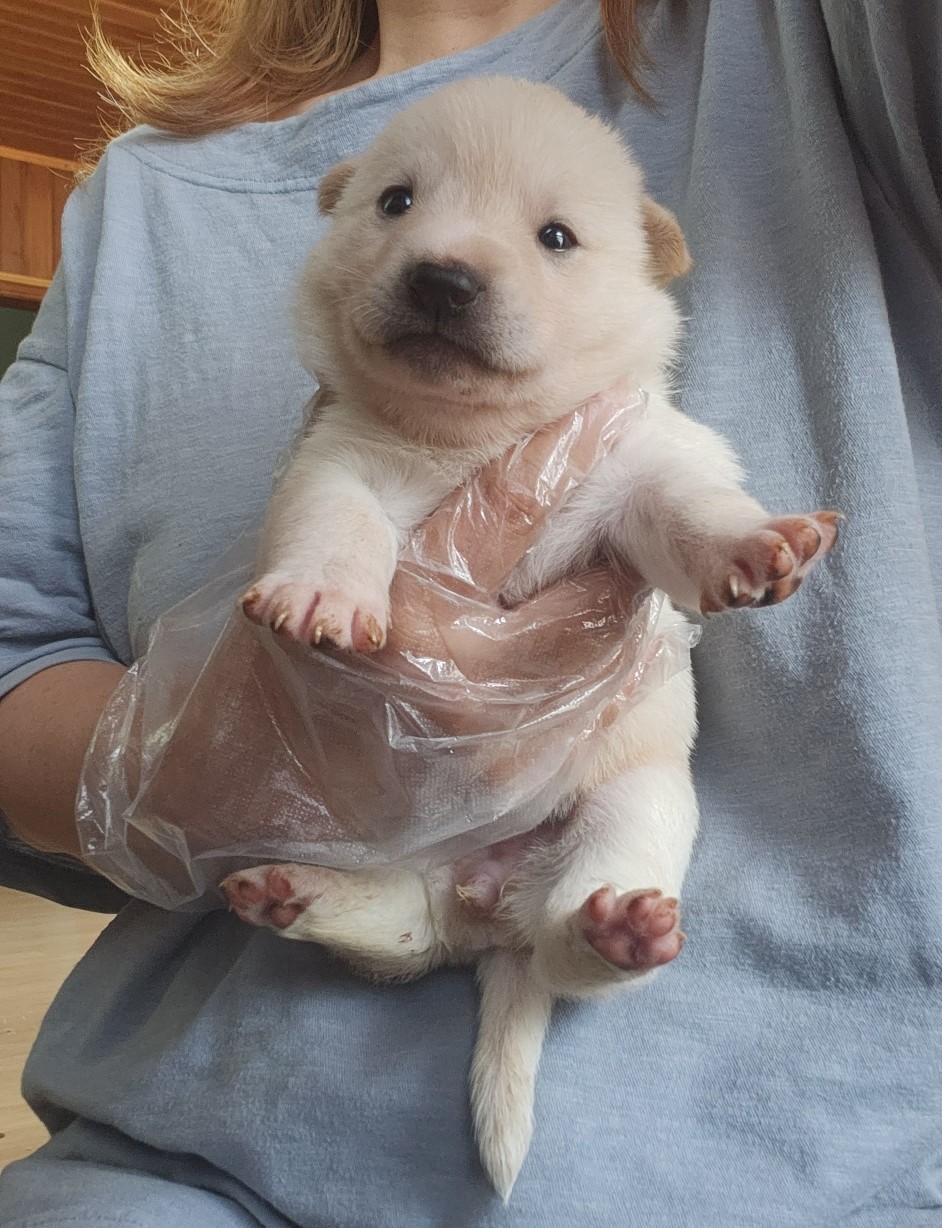 울산유기동물보호센터_431373202300481