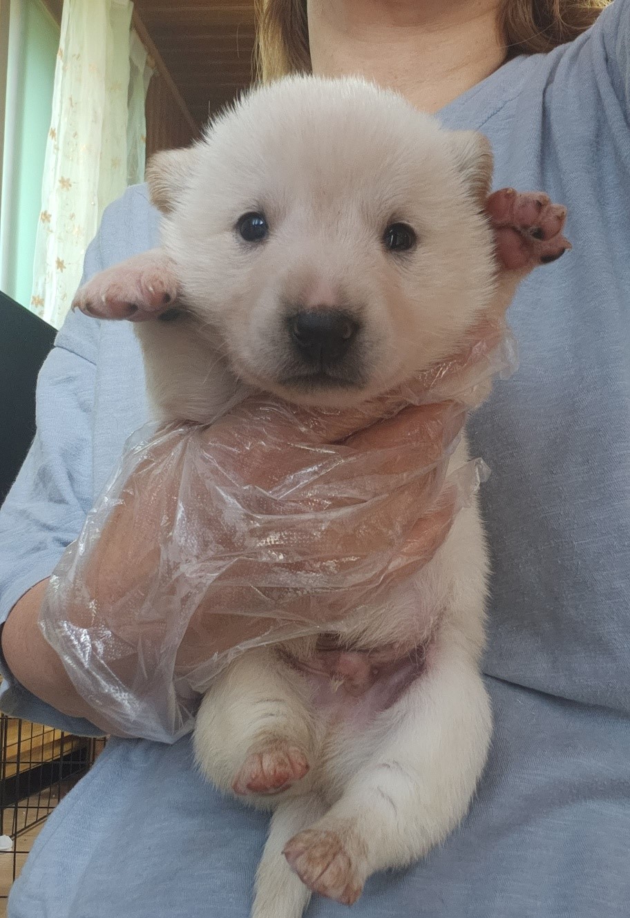 울산유기동물보호센터_431373202300478