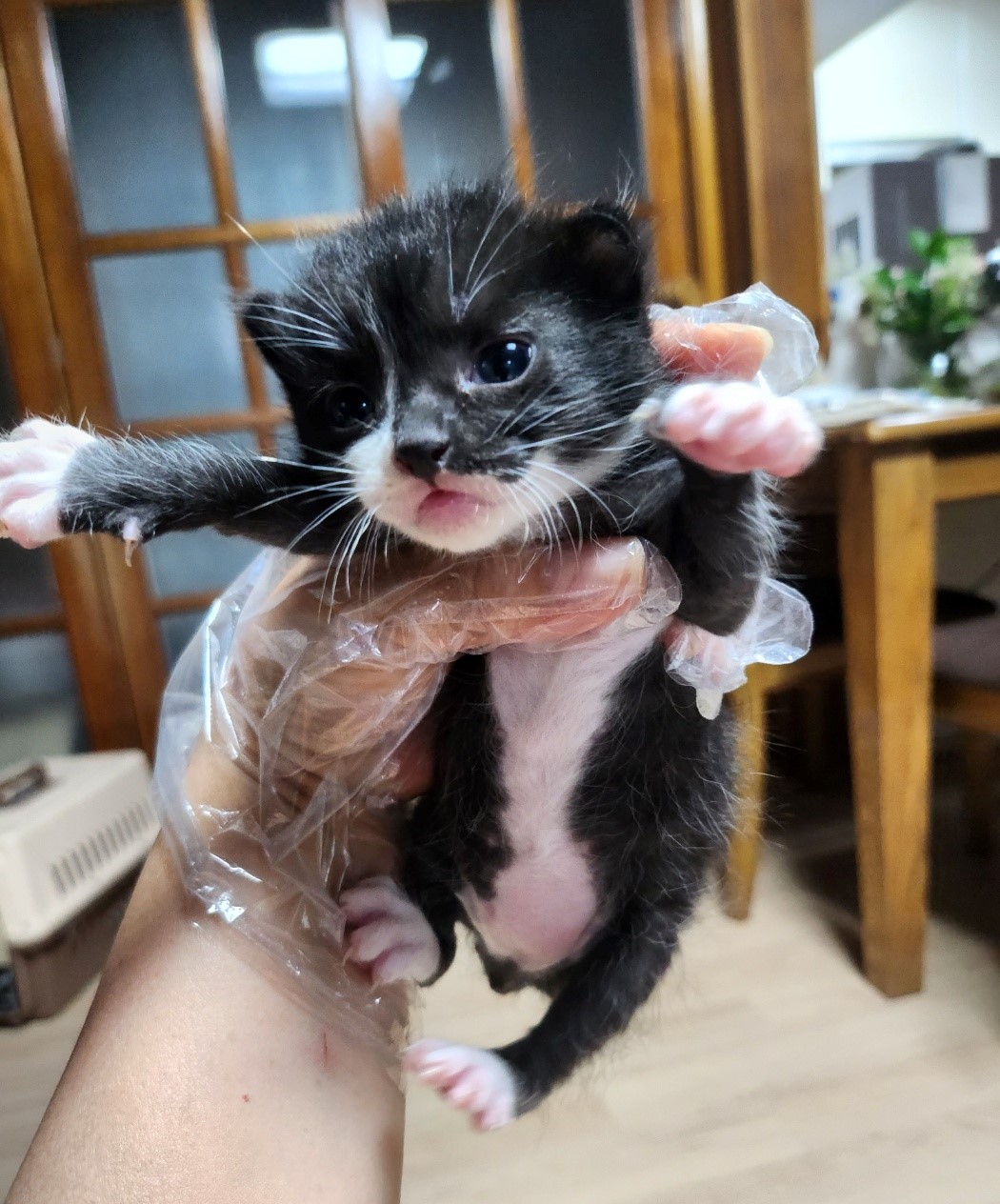 울산유기동물보호센터_431373202300484