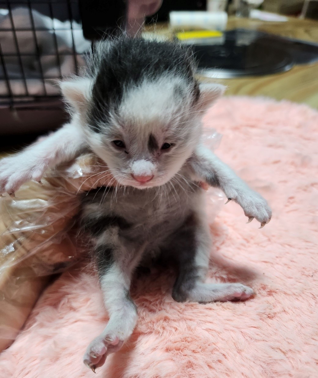 울산유기동물보호센터_431373202300483