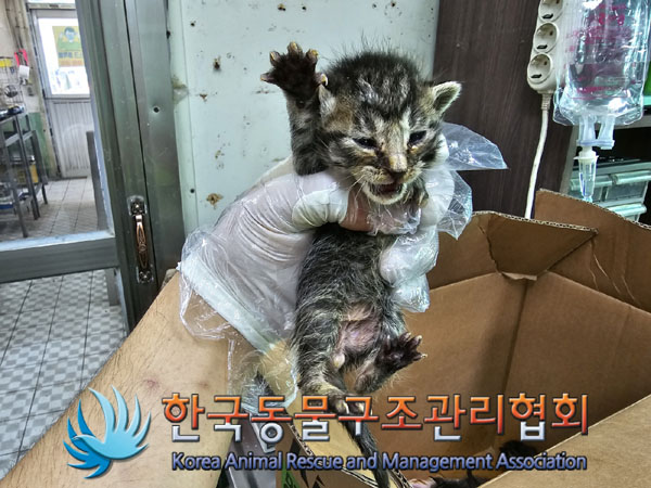종료(입양) 한국 …
