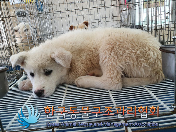 한국동물구조관리협회_441409202300716