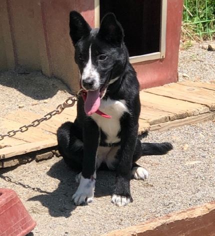 양양군유기동물보호소_442435202300053