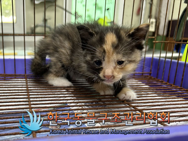 한국동물구조관리협회_441560202300507